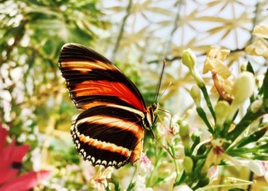 orange black butterfly pla