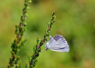 grey butterfly green plant