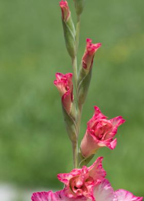 iris gladiolus in the gard