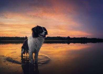 dog in water at sunset