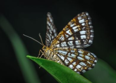 yellow fly butterfly green