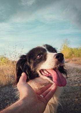 Dog and man friendship