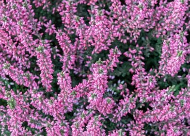 heather flower in bloom