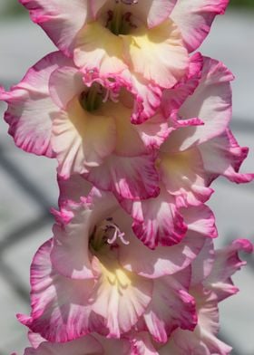 iris gladiolus in the gard