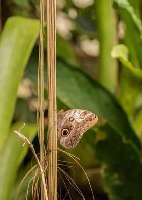 brown paste tree butterfly