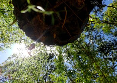 Hanging Plant from Below