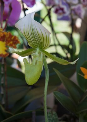 orchid in the garden