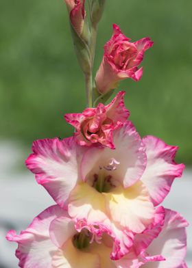 iris gladiolus in the gard