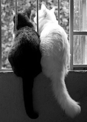 Black and White Cats Tails