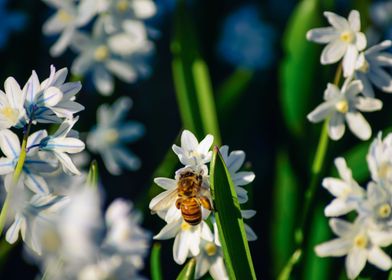 Honey Bee in Spring Flower