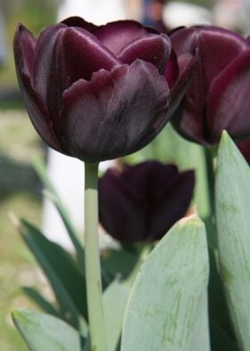 tulip flower in spring