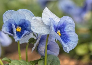 violet in the garden