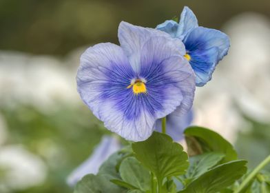 violet in the garden