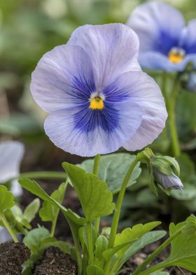 violet in the garden