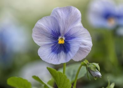 violet in the garden