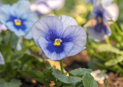 violet in the garden