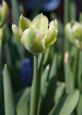 tulip flower in spring in 