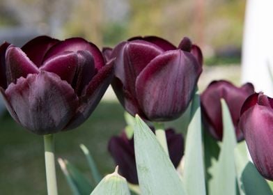 tulip flower in spring 