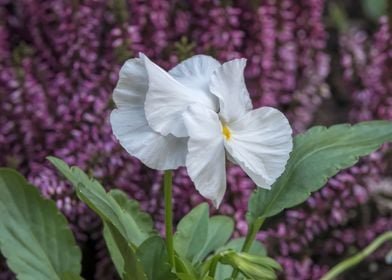 violet in the garden