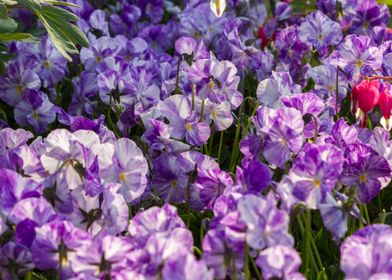 violet in the garden