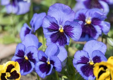 violet in the garden