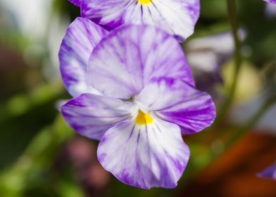 violet in the garden