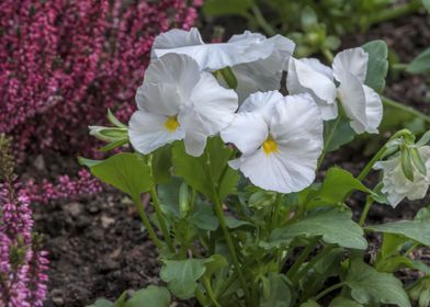 violet in the garden