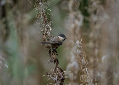 Willow Tit 