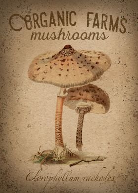 Mushroom Sign