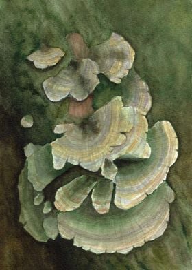 Turkey Tail