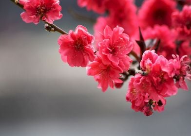 red flower tree plant