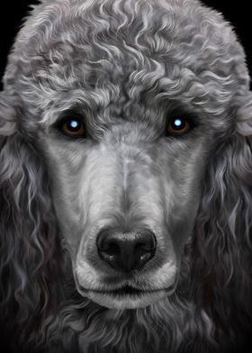 Grey Poodle Dog