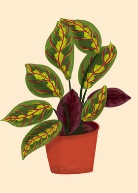 Prayer Plant