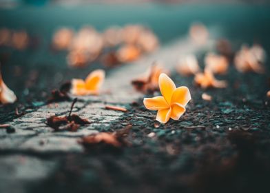 orange flower floor focus