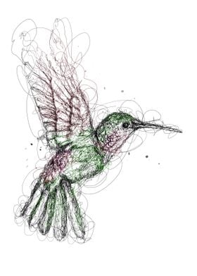 hummingbird scribbleart