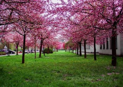 purple sakura tree green