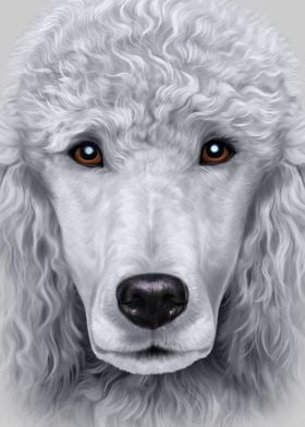 White Poodle Dog