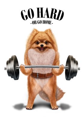 Pomeranian Weightlifting