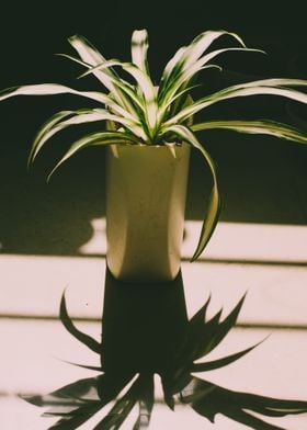 green flower glass black