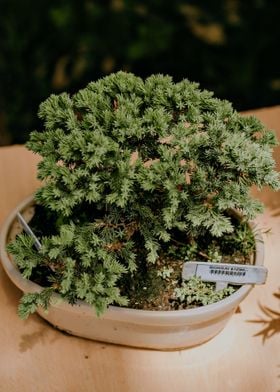 green plant floor table