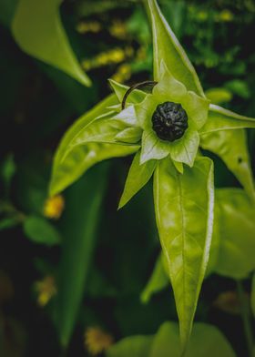 green flower black center