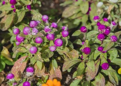 flower purple green plant