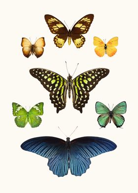 Seven Exotic Butterflies