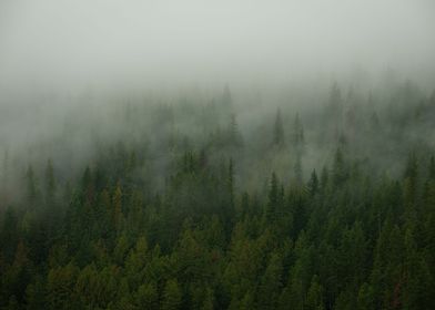 Misty Forest 4