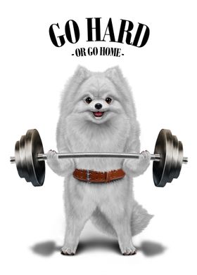 Pomeranian Weightlifting