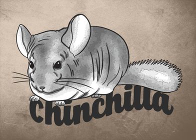 Chinchilla baby