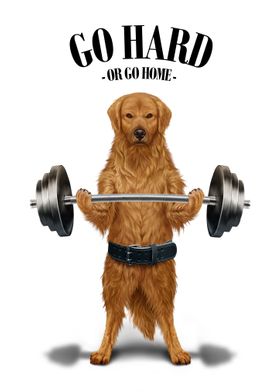 Labrador Dog Weightlifting