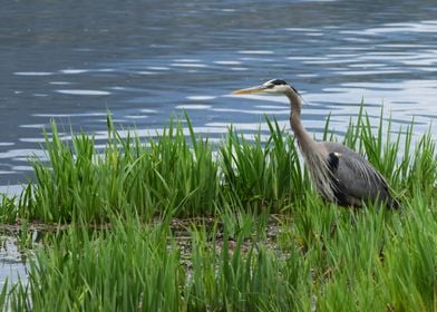 Hunting Heron