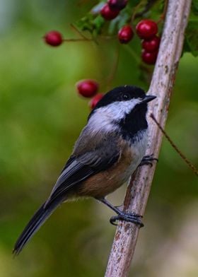 Berry Chickadee