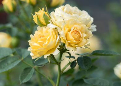 yellow rose in the garden